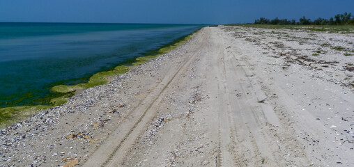 Sticker - Green algae rotting near the shore washed ashore by waves on the Kinburn Spit, Ukraine