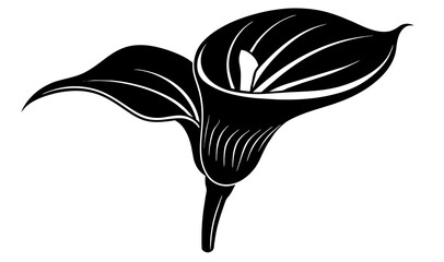 Wall Mural - calla lily flower vector silhouette illustration