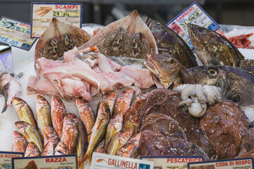 Various fresh seafood and fish displayed on the table for sale in a fish shop or market. Octopus, swordfish, frogfish, goatfish ore red mullet, whiptail stingray, cod, sole