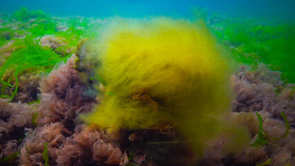 Wall Mural - Underwater landscape, Black Sea. Green, red and brown algae on the seabed