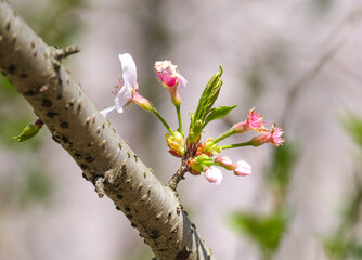 Wall Mural - caterpillars worm eat beauty pink Japanese cherry blossoms flower or sakura bloomimg on the tree branch.  damage small fresh buds and many petals layer romantic flora in botany garden park