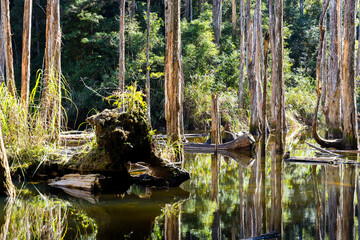 Poster - Forest with the water pond in Shuiyang Forest Taiwan National Park