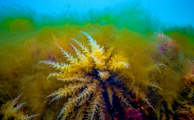 Wall Mural - Black Sea, Hydroids Obelia, (coelenterates), Macrophytes Red and Green algae