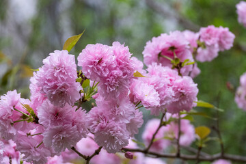 Wall Mural - group of beautiful soft sweet pink Japanese cherry blossoms flower or sakura bloomimg on the tree branch.  Small fresh buds and many petals layer romantic flora in botany garden.