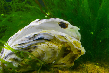 Wall Mural - A young mussel attached to an oyster shell against the background of the green algae