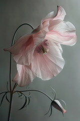 Wall Mural - beautiful Pink flower hanging over the isolated background