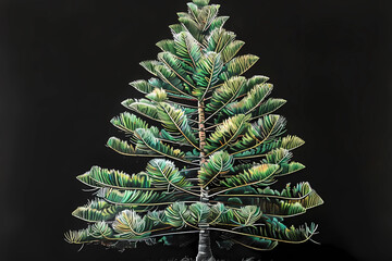 Canvas Print - Norfolk Island pine (Araucaria heterophylla) (Colored Pencil) - Evergreen tree with a symmetrical and cone-shaped crown. It is often used as a decorative tree and is native to Norfolk Island 