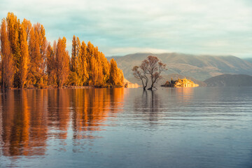 Wall Mural - Sunrise glowing on Wanaka tree or Willow tree with autumn forest at Lake Wanaka, New Zealand