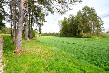 Spring forest 