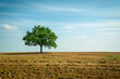 © Emre Akkoyun - A single tree in a vast with copy space, barren field, isolation and solitude concept