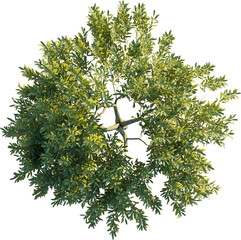 Sticker - Heteromeles arbutifolia tree top view, tree plan 4k png cutout