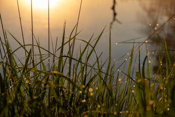 Wall Mural - dark silhouettes of trees, branches in the backlight, swamp lake, fog background