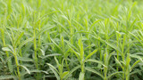 Close-up of young lavender plants growing in garden. Fresh green herbal texture representing organic growth, natural farming, and botanical background.