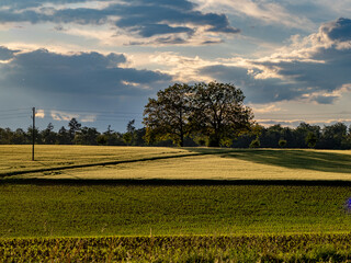 Canvas Print - Grüne Agrarlandschaft nach vielen Regenfällen