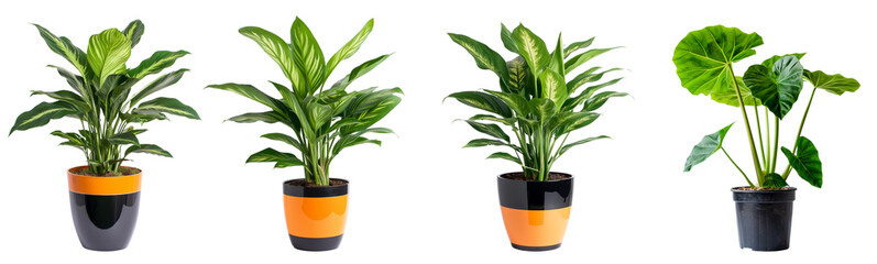 Poster - set of house plants with orange color potted isolated on transparent or white background