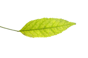 Wall Mural - One birch leaf isolated on white background, top view