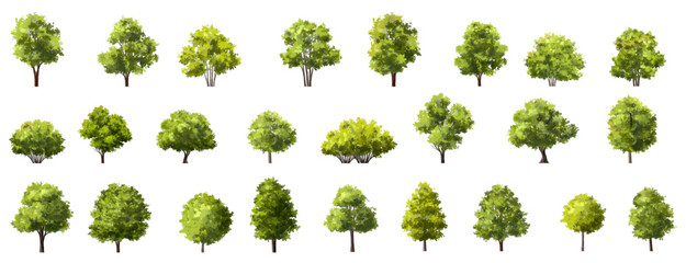 Wall Mural - vector watercolor of tree side view isolated on white background for landscape and architecture draw