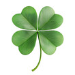 © Pinakoteka - A fresh, green four-leaf clover is set against a pure white backdrop, its leaves detailed with natural veins and adorned with sparkling water droplets, symbolizing good luck