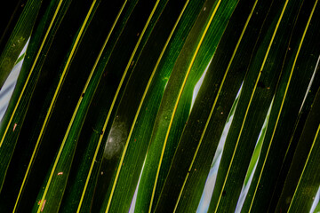 Poster - a black bird sitting on top of green leaves next to a tree