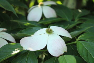 white flower on tree