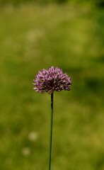 Wall Mural - Allium Giganteum blooming in a garden, ornamental garlic flowers, closeup on bokeh garden background.