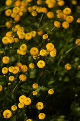 Wall Mural - Ranunculus acris 'multiplex' yellow flowers on bokeh background, yellow meadow buttercup in bloom, selective focus.