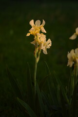 Wall Mural - Pastel yellow bearded irises flowers.