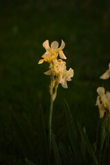 Wall Mural - Pastel yellow bearded irises flowers.