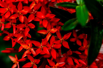 Poster - a red flower is blooming in the middle of some leaves