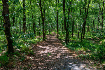  Winding Pathway Through Lush Green Forest - Serene Nature Trail for Outdoor Exploration