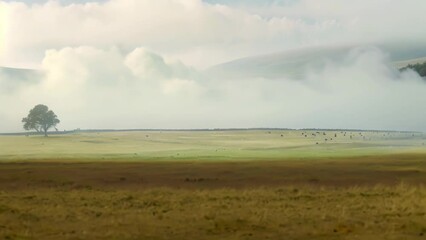 Sticker - A herd of cattle graze on a lush green hillside with rolling hills in the background, A foggy moor with rolling hills and grazing wildlife