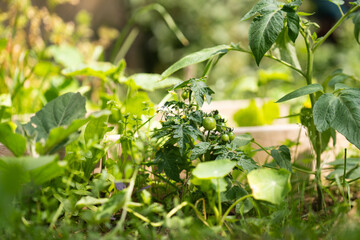 Aufkleber - Tomatoes on a rural organic farm.
