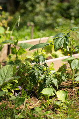 Aufkleber - Tomatoes on a rural organic farm.