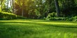 © gunzexx png and bg - Beautifully landscaped green grass in a lush park with trees providing ample shade during a sunny day
