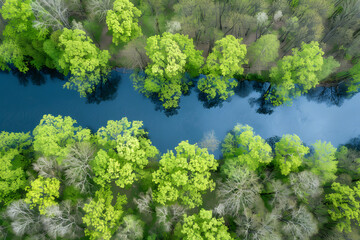 Wall Mural - Forest Aerial View, Aerial view of a forest