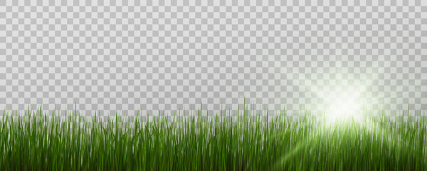 grass border, vector illustration. vector grass, lawn. grass png, lawn png. green grass with sun gla