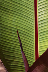 Wall Mural - green leaf and brown bark of banana palm tree