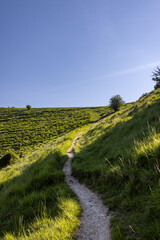Wall Mural - A chalk pathway leading to Kingston Ridge in the South Downs, with a blue sky overhead