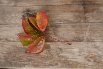 Wall Mural - red Virgin grapevine with five-lobed leaf on rustic wooden table, Parthenocíssus quinquefolia, natural background, cozy autumn mood, seasonal autumnal atmosphere, nature protection, blank for designer