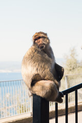 Barbary macaque (Macaca sylvanus) or Gibraltar monkey sitting on a railing.