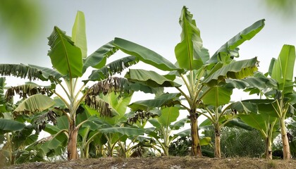 Sticker - illustration of banana tree