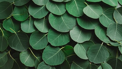 Poster - green leaves of eucalyptus