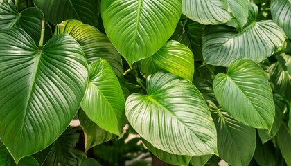 Wall Mural - green leaf for abstract or background