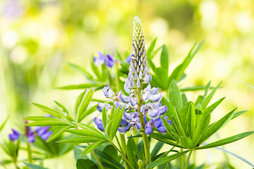 Canvas Print - Lupine flowers on bright green backgroud