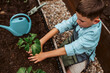 © Halfpoint - Boy taking care of small vegetable plants in raised bed with bare hands. Childhood outdoors in garden.