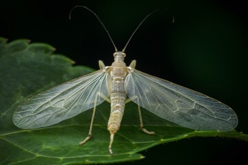 Sticker - a big insect sits on some leaves with its wings open