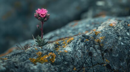 Canvas Print - A bloom emerging from an old rock