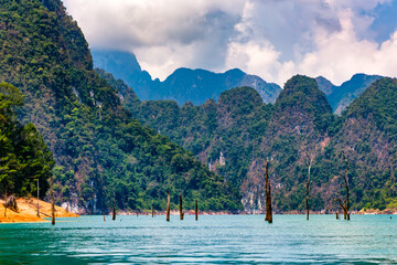 Wall Mural - Petrified trees and dense jungle in a large lake surrounded by limestone cliffs (Khao Sok)