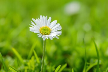 Canvas Print - Vibrant daisy flower in a field