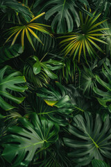 Wall Mural - A closeup of leaves creates an atmosphere of mystery and intrigue in a dark green palm tree forest.